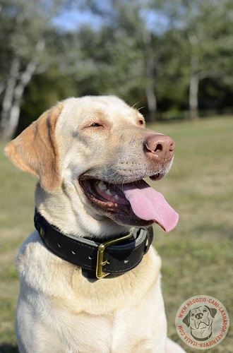 Robusto collare per Labrador Retriever