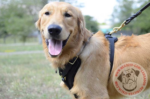 Con questa pettorina indosso il Labrador Retriever si sente a suo agio