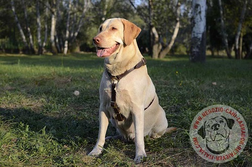 Comoda pettorina in cuoio per cani di taglia grande