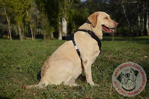 Labrador Retriever con confortevole pettorina in pelle
indosso