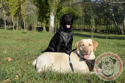 Pettorina in cuoio per Labrador Retriever