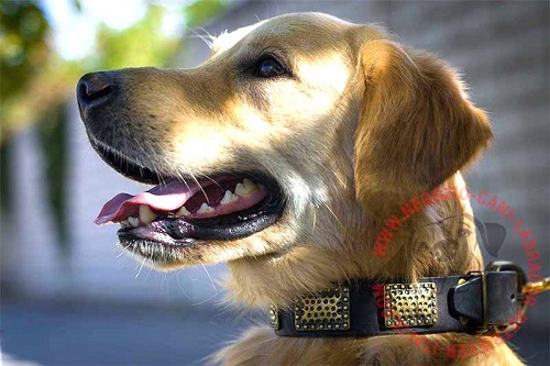 Golden Retriever con il collare
con piastrine rettangolari indosso