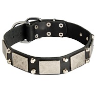 Collare in cuoio "Plates & Studs" per Labrador Retriever