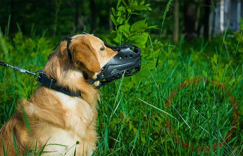 Golden Retriever con confortevole museruola indosso