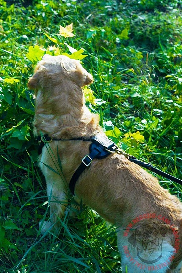 Confortevole pettorina con decorazioni per Labrador Retriever aspetto coraggioso