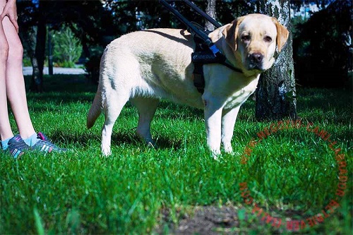 Pratica pettorina per Labrador Retriever guida