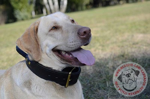 Labrador Retriever con collare in doppio cuoio
indosso