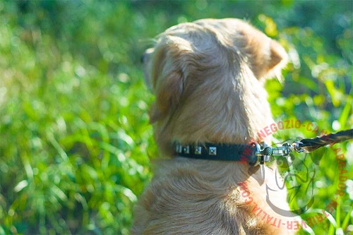 Collare decorato con piastrine quadrate indossato da Golden Retriever