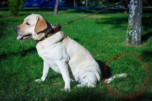 Collare decorato indossato da Labrador Retriever