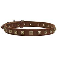 Fantastico collare con piastrine quadrate per Labrador Retriever Fantastico collare con piastrine quadrate per Labrador Retriever