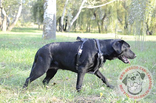 Resistente pettorina per Labrador Retriever